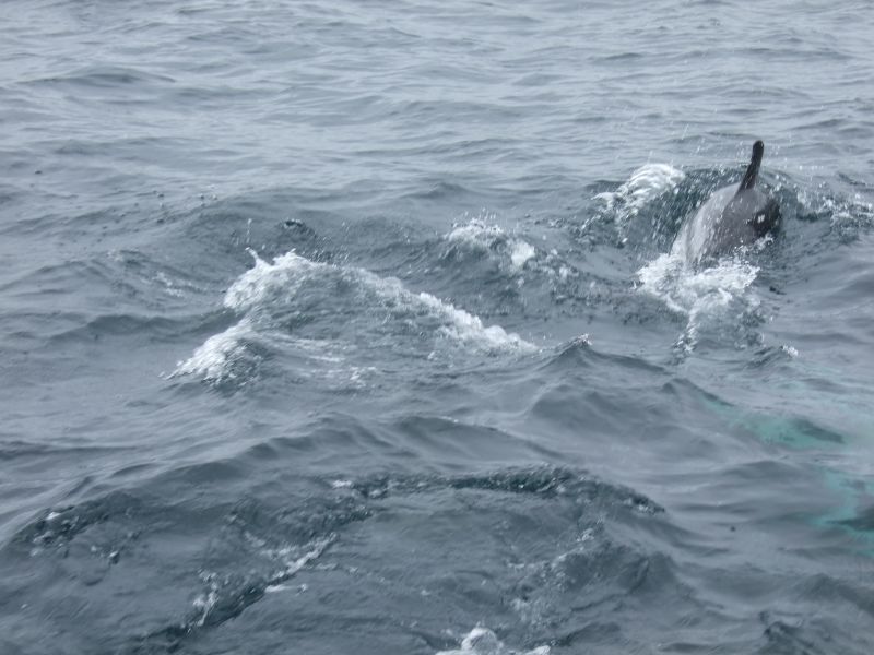 COAA 2007
Day time activity, Dolphin spotting
Link-words: COAA2007