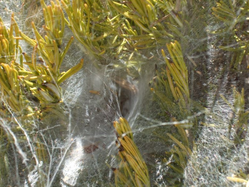 COAA 2007
Many trees were covered in fine Spider like webs, probably some form of "nest"/Crysalis  
Link-words: COAA2007