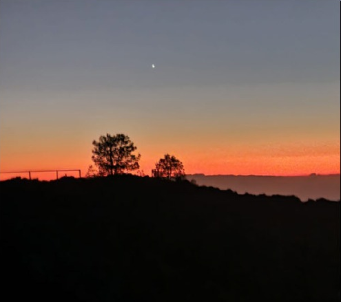 Sunset in Mirador Astronómico del Llano del Jable at 
1300 metres 
Beautiful Sunset with Venus above the trees by Dave Allen with his smartphone
Link-words: LaPalma2024