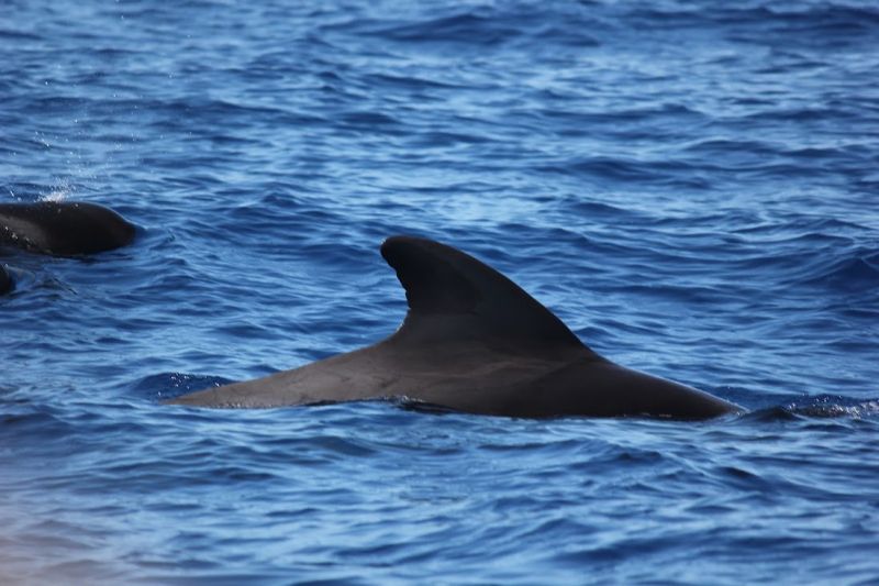 Whales and Dolphins trip
Further out to Sea- close up of Pilot Whales
Link-words: LaPalma2024